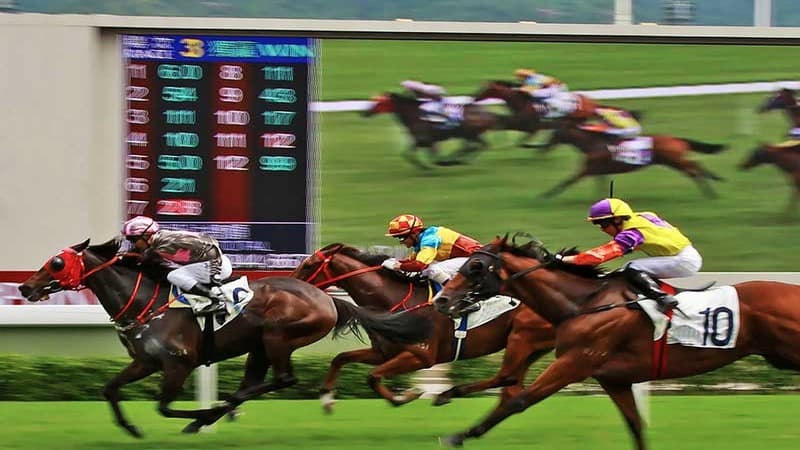 Cá cược đua ngựa FANVIP: Luật chơi, kèo cược và mẹo hay 2 Cá cược đua ngựa FANVIP