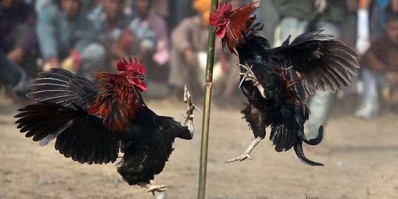 Đá gà GA28 FANVIP: Live chọi gà đỉnh cao, kèo hay 4 Kèo cược chọi gà tại GA28 FANVIP