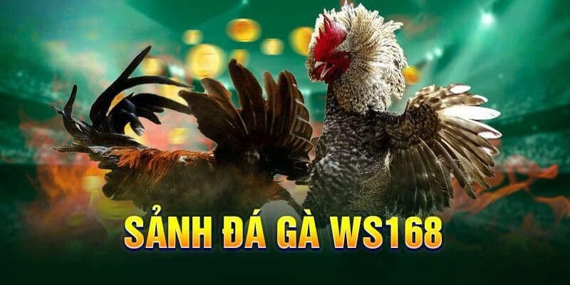 Đá gà WS168 FANVIP: Hàng trăm trận kịch thích, kèo đa dạng 4 Tính thắng thua trong cược đá gà