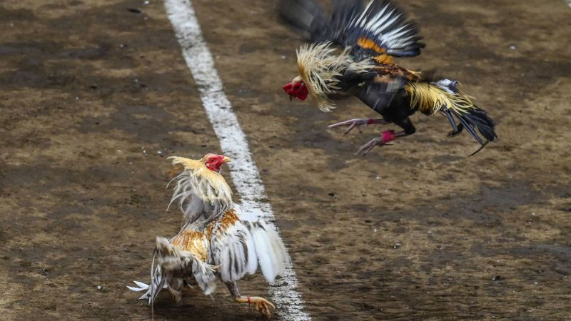 Chiến kê thi đấu nảy lửa tại sảnh đá gà Fanvip