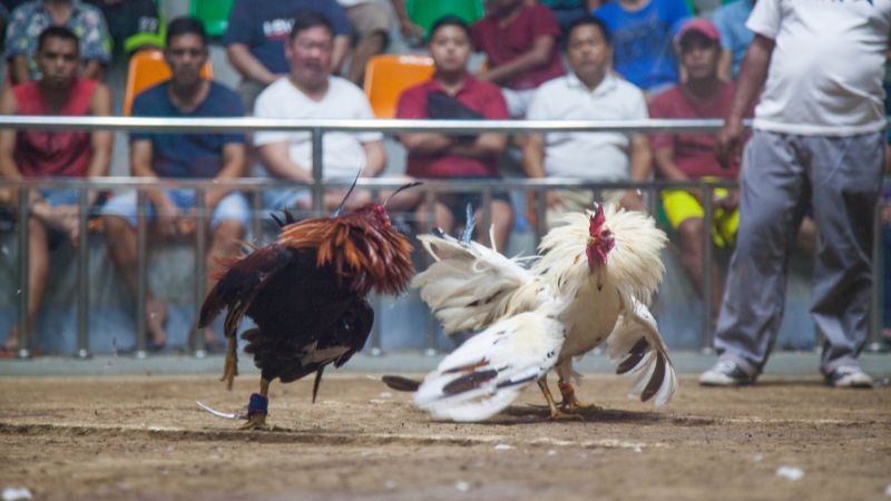 Đá gà Sabong quy tụ dàn chiến kê mạnh mẽ, hiếu chiến